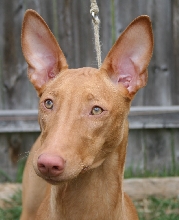 Phaith - head shot